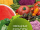 Цены на семена овощных культур Syngenta®