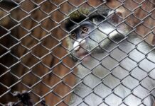 Сетка сварная металлическая для ограждений: плюсы, виды