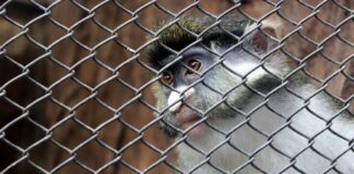 Сетка сварная металлическая для ограждений: плюсы, виды