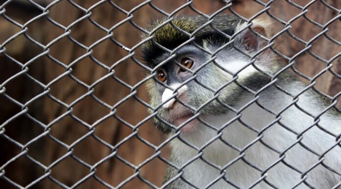 Сетка сварная металлическая для ограждений: плюсы, виды