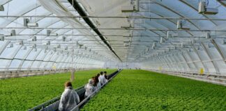 Промышленные теплицы