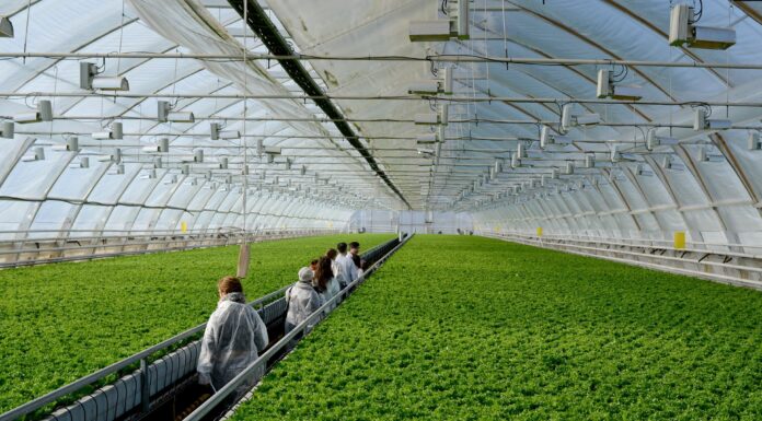 Промышленные теплицы