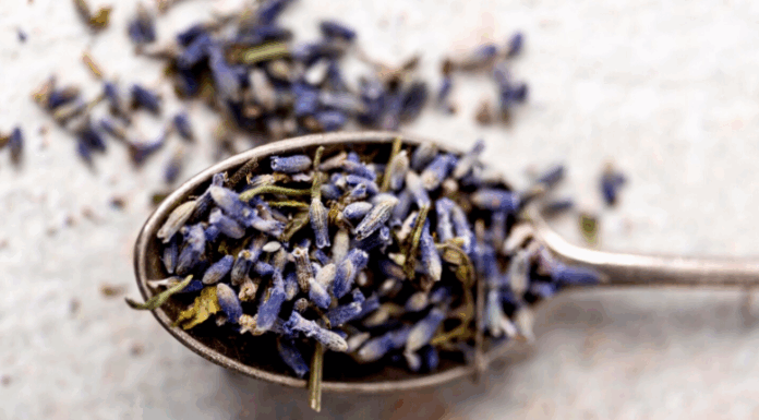 Семена лаванды: декоративное и лекарственное растение в вашем саду