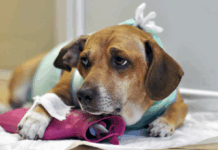 Как понять, что питомцу больно, если он не подает виду