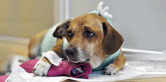 Как понять, что питомцу больно, если он не подает виду