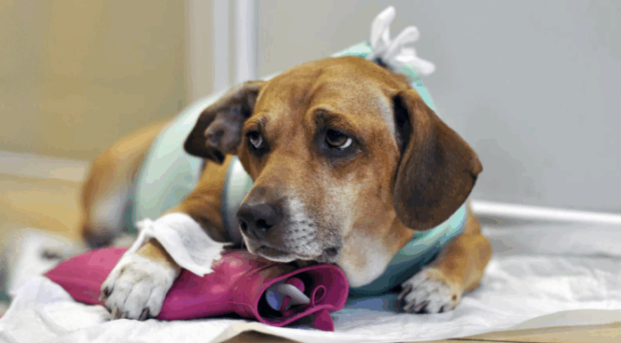 Как понять, что питомцу больно, если он не подает виду